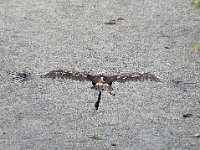 Steinadler 119